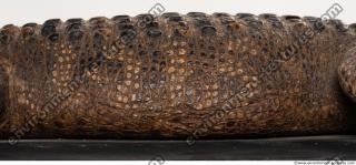 Photo Textures of Crocodil Skin